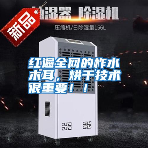 紅遍全網(wǎng)的柞水木耳，烘干技術很重要！！