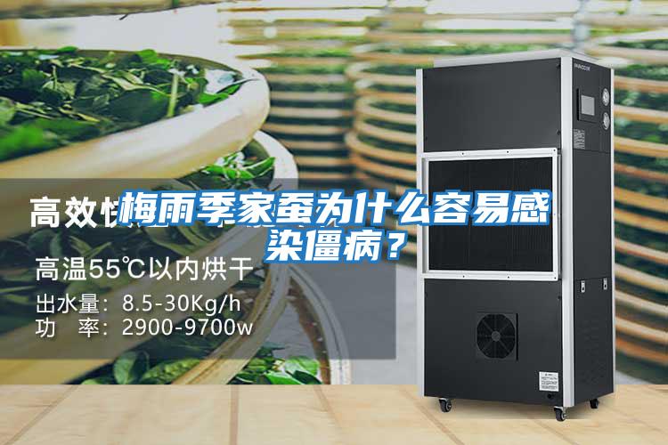 梅雨季家蠶為什么容易感染僵??？