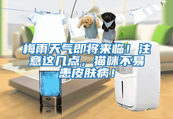 梅雨天氣即將來(lái)臨！注意這幾點(diǎn)，貓咪不易患皮膚?。?/></p>
						    <p style=