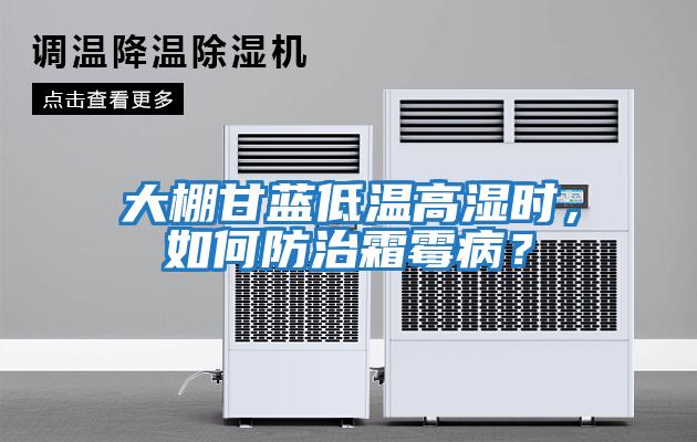 大棚甘藍低溫高濕時，如何防治霜霉病？